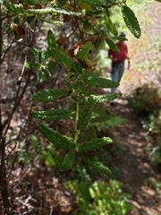 Ceanothus papillosus