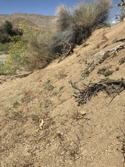 Euphorbia vallis-mortae