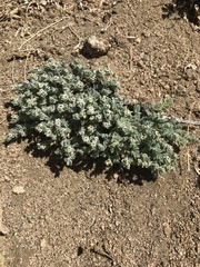 Euphorbia vallis-mortae