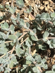 Euphorbia vallis-mortae