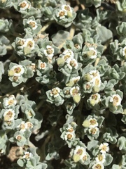 Euphorbia vallis-mortae