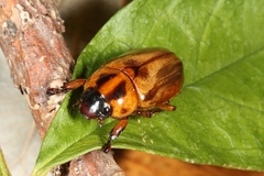 Cyclocephala amblyopsis