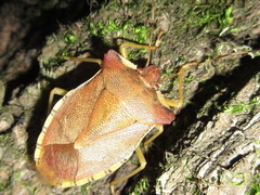 Pentatoma semiannulata