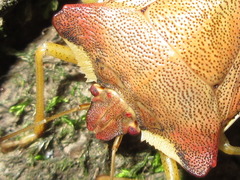 Pentatoma semiannulata