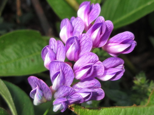 Two-leaf Vetch