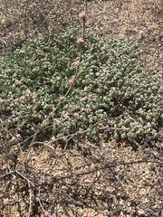 Euphorbia vallis-mortae