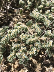 Euphorbia vallis-mortae