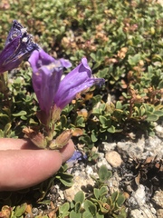 Penstemon davidsonii