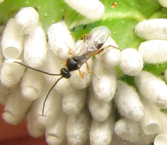 Hornworm Parasitoid Wasp
