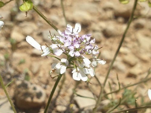 Iberis pinnata, photograph 4