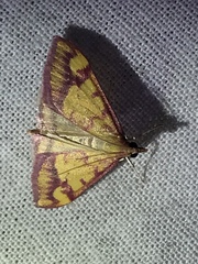Pyrausta perrubralis