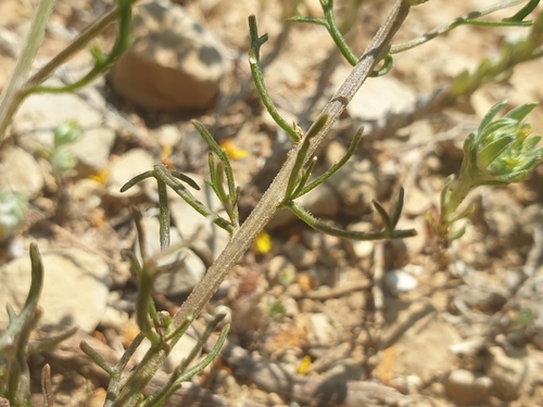Iberis pinnata, photograph 6