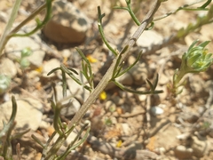 Iberis pinnata, photograph (c) Clément Maouche, some rights reserved (CC BY)