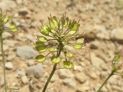 Iberis pinnata, photograph 5