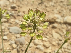 Iberis pinnata, photograph (c) Clément Maouche, some rights reserved (CC BY)