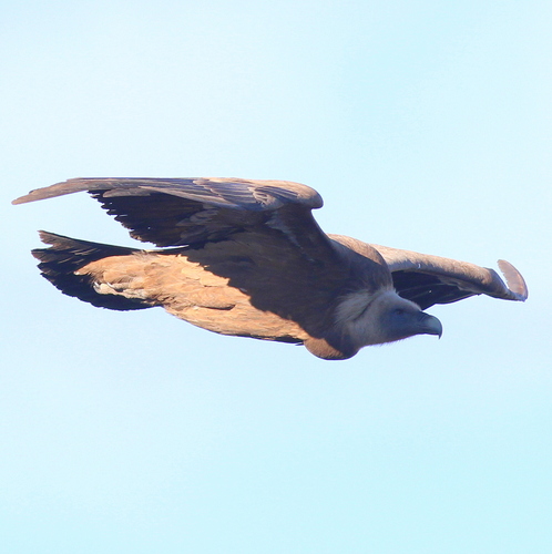 Buitre leonado (Gyps fulvus)