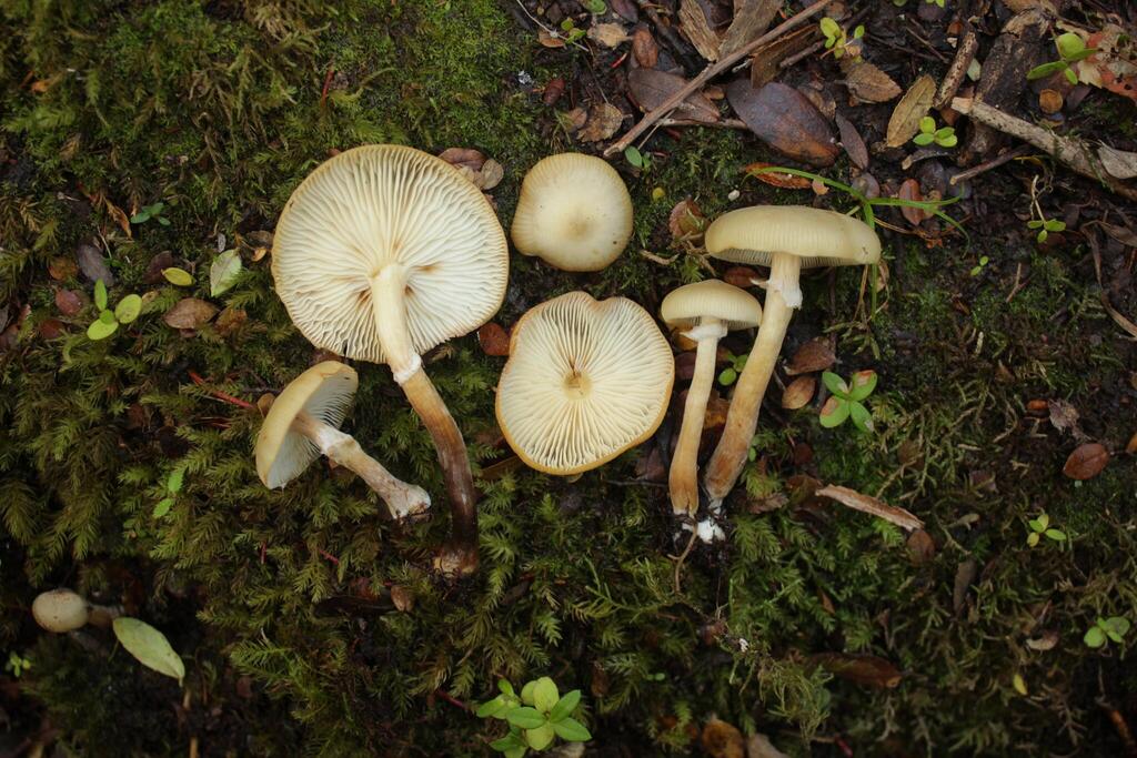 Armillaria sparrei
