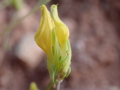 Cordylanthus wrightii