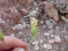 Cordylanthus wrightii