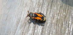 Clinterocera nigra