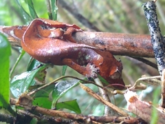 Uroplatus phantasticus