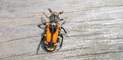 Clinterocera nigra