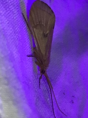 Onocosmoecus unicolor