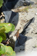 Agama picticauda image