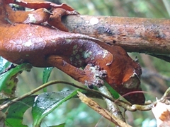 Uroplatus phantasticus