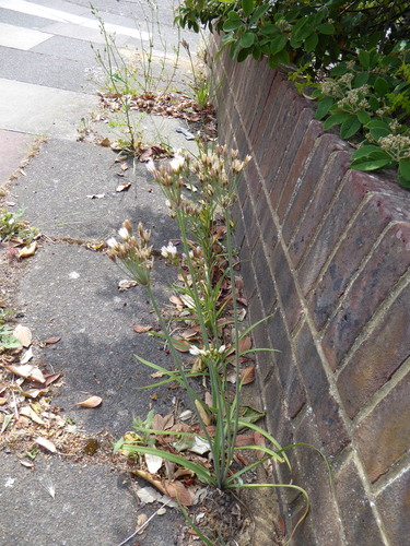 Nothoscordum × borbonicum, photograph 3
