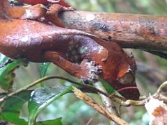 Uroplatus phantasticus