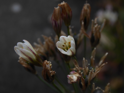 Nothoscordum × borbonicum, photograph 4