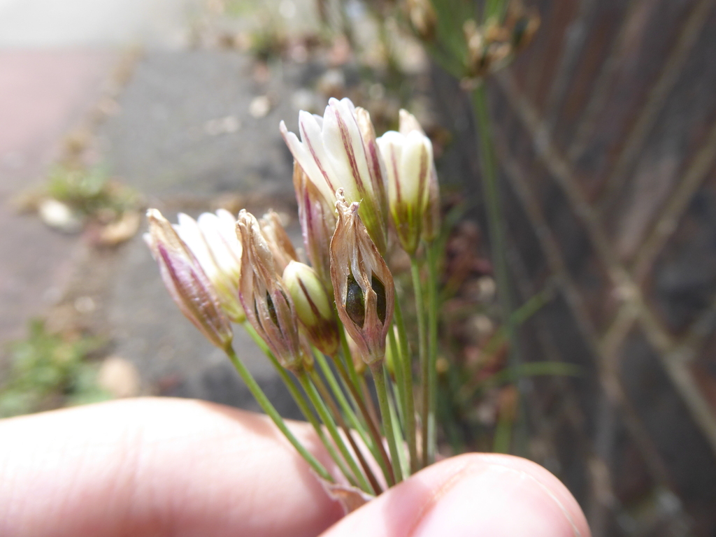 Nothoscordum × borbonicum; photograph (c) jamie-aa, some rights reserved (CC BY)