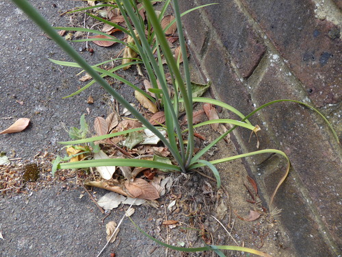 Nothoscordum × borbonicum, photograph 5