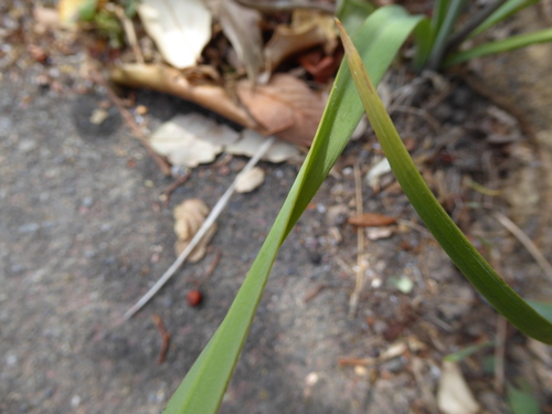 Nothoscordum × borbonicum, photograph 6
