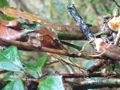Uroplatus phantasticus
