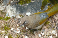 Trochalopteron elliotii