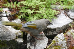 Trochalopteron elliotii