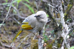 Trochalopteron elliotii