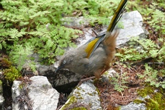 Trochalopteron elliotii