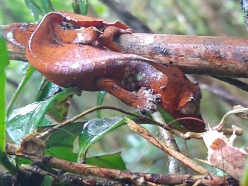 Satanic Leaf-tailed Gecko