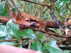 Uroplatus phantasticus