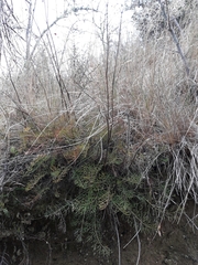 Anisotome brevistylis