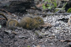 Niobe Ground Squirrel photo 2