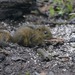 Niobe Ground Squirrel - Photo (c) abcdefgewing, some rights reserved (CC BY-NC), uploaded by abcdefgewing
