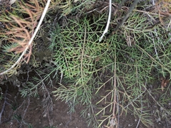 Anisotome brevistylis