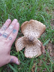 Fungi