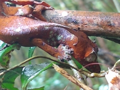 Uroplatus phantasticus