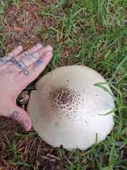 Fungi