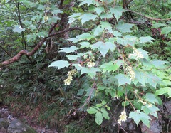 Acer ukurunduense